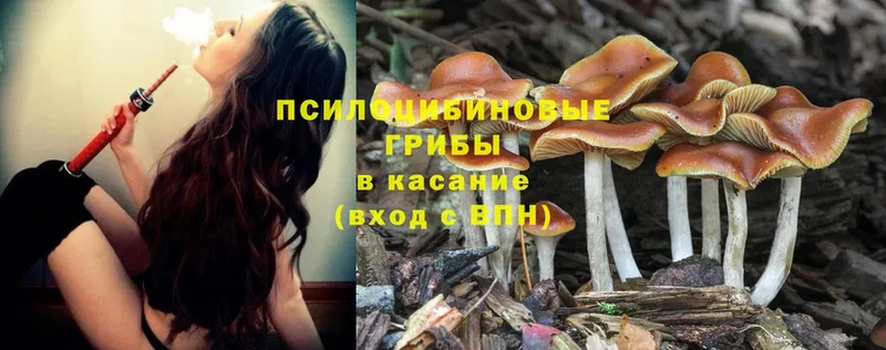 Галлюциногенные грибы Magic Shrooms  Красавино 